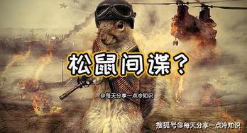 大鹅爆料间谍视频,神秘视频揭秘内幕 第1张 大鹅爆料间谍视频,神秘视频揭秘内幕 第1张